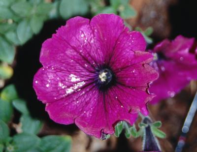 بیماری های گل اطلسی